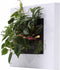 Levende Plantenschilderij LivePicture GO wit 52 x 52 x 11 cm incl....