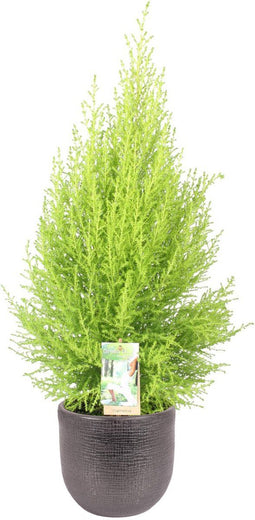Cupressus macrocarpa 'Goldcrest Wilma' in sierpot Mira (zwart) ↨ 80cm - hoge kwaliteit planten