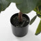 Mica Decorations Eucalyptus - Kunstplant in Bloempot - H75 x Ø15 cm - Groen