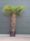 Chinese waaierpalm - Trachycarpus Fortunei 150 cm stamhoogte