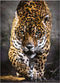 Clementoni - Puzzel - 1000 Stukjes - Walk of the Jaguar - Puzzel Voor Volwassenen - High Quality Collection