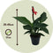 Plant in a Box - Canna 'Cannova' - Bloemriet - Canna Lily Rood - Bloeiende Plant - Pot 17cm - Hoogte 35-45cm