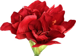 PTMD Amaryllis Flower Burgundy Amaryllis Spray