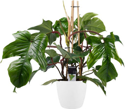 Goed & Groen - Decorum Philodendron Squamiferum - Pyramide in ELHO Round (wit) - ↨ 70cm - Potmaat 20 - Exclusieve Kwaliteit Planten - Kamer Plant - Kamerplanten - Sfeer - Interieur