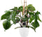Goed & Groen - Decorum Philodendron Squamiferum - Pyramide in ELHO Round (wit) - ↨ 70cm - Potmaat 20 - Exclusieve Kwaliteit Planten - Kamer Plant - Kamerplanten - Sfeer - Interieur