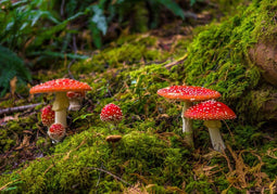 Customize it - Tuinschilderij paddenstoelen 130x70cm