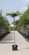 Haagbeuk vierkant dak - Carpinus betulus 200 cm stamhoogte (10 - 14 cm stamomtrek)