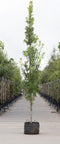 Zuil eik | Quercus robur 'Fastigiate Koster' 20-40 cm| Bomenbezorgd.nl