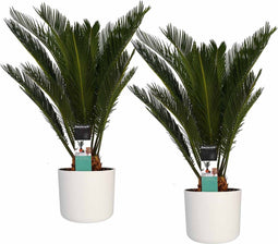 Decorum Duo Cycas Revoluta met Elho b.for white – ↨ 55cm – ⌀ 14cm