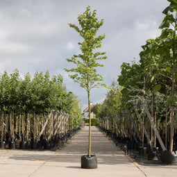 Ruwe iep | Ulmus glabra 18-20 cm | Bomenbezorgd.nl