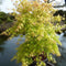 Japanse Esdoorn - Set van 4 - Acer 'Orange Dream' - Hoogte 25-40cm - ⌀10,5cm - Acer palm. Orange Dream P10,5 x4