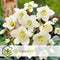 Plant in a Box - Helleborus niger Mont Blanc - set van 3 - Kerstrozen winterhard - tuinplanten - Pot 12cm - Hoogte 20-30cm