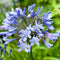 Plant in a Box - Agapanthus - Mix van 6 - Afrikaanse lelie - Wortelstokken - Bloeiende plant