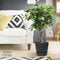 Schefflera Arboricola Gold Capella in Elho® Greenville pot ↨ 100cm - hoge kwaliteit planten
