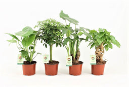 Tropic Mix ↨ 30cm - 4 stuks - hoge kwaliteit planten