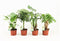 Tropic Mix ↨ 30cm - 4 stuks - hoge kwaliteit planten