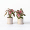 Plant in a Box - Caladium Carolyn Whorton - Set van 2 - Tropische kamerplant - Pot 13cm - Hoogte 25-40cm