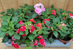 Vlijtig liesje dubbelbloemig Impatiens 10 potjes per tray kleur mix