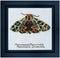 Thea Gouverneur - Borduurpakket met telpatroon - 569A - Voorgesorteerde DMC Garens - Beervlinder - Aida - 21 cm x 21 cm - DIY Kit