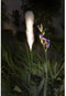Lichtdecoratie - GALIX - G4515 - Zonne-energie: Plumeau