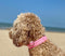 Lichtgevende Halsband LED Maat S 34 - 41 cm USB Oplaadbaar Hondenhalsband Puppy Riem - Zwart Hond Dog Kat Kitten Cat - Dutchwide