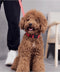 Lichtgevende Halsband LED Maat S 34 - 41 cm USB Oplaadbaar Hondenhalsband Puppy Riem - Zwart Hond Dog Kat Kitten Cat - Dutchwide