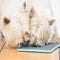 Lickimat Buddy Tuff - voermat voor natvoer en brokjes - slow feeder