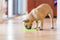 Lickimat Buddy - voermat voor natvoer en brokjes - slow feeder