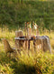 Light & Living - Eettafel QUENZA - Ø140x76cm - Bruin