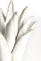 Light&living Theelicht Ø21x21 cm CACTUS keramiek crème