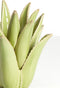 Light&living Theelicht Ø21x21 cm CACTUS keramiek licht groen