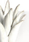 Light&living Theelicht Ø24,5x23 cm CACTUS keramiek crème