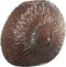 Light&living Vaas 32.5x10x24 cm CONCHA donker bruin
