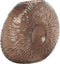 Light&living Vaas 40,5x11x30,5 cm CONCHA donker bruin