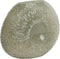 Light&living Vaas 40,5x11x30,5 cm CONCHA grijs-groen