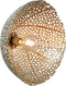 Light & Living Wandlamp Sinula - 45cm - Goud