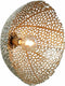 Light & Living Wandlamp Sinula - Goud - Ø39cm - Binnen Modern