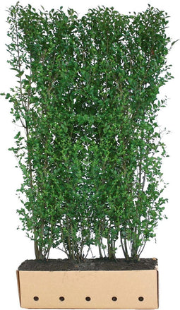 Ligustrum ovalifolium 200 cm