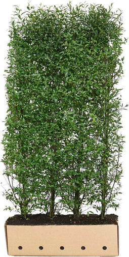 Ligustrum vulgare atrovirens 200 cm