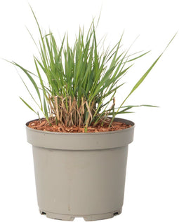 Plant in a Box - Panicum virgatum 'Heavy Metal' - Vingergras - Siergras - Tuinplant - ⌀ 23 cm - Hoogte 40-60 cm