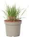 Plant in a Box - Panicum virgatum 'Heavy Metal' - Vingergras - Siergras - Tuinplant - ⌀ 23 cm - Hoogte 40-60 cm