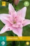 Lilium Elodie 16/18 - 1st - Bloembollen - JUB Holland