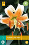 Lilium lady alice - 1st - Bloembollen - JUB Holland