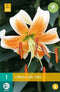 Lilium lady alice - 1st - Bloembollen - JUB Holland
