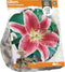 Lilium Oriental Stargazer (Sp) per 1