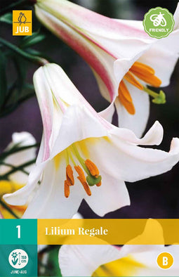 Lilium regale - 1st - Bloembollen - JUB Holland