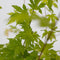 Plant in a Box - Japanse esdoorn - Acer palmatum 'Orange Dream' - Hoogte 25-40cm - Potmaat 10,5cm - boom - groen - oranje