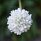 Plant in a Box - Armeria maritima - Ameria wit - Set van 6 - Pot 12cm - Hoogte 20-30cm