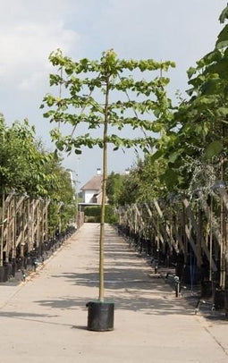 Linde als leiboom Tillia europaea Pallida h 360 cm st. omtrek 22,5...