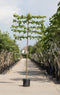 Linde als leiboom Tillia europaea Pallida h 360 cm st. omtrek 22,5...